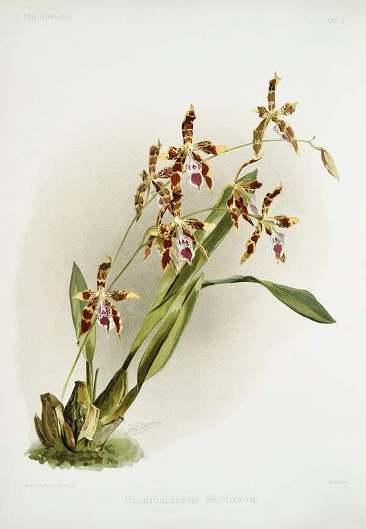 Odontoglossum wattianum by Frederick Sander
