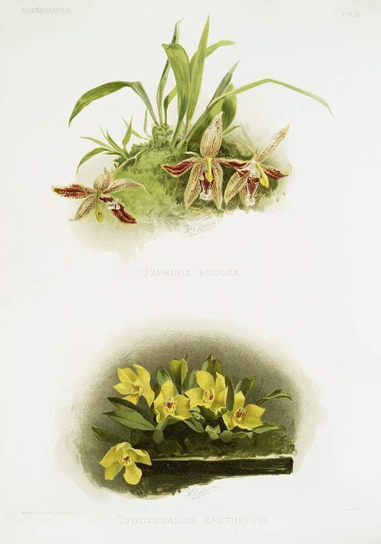 Paphinia rugosa, Zygopetalum xanthinum by Frederick Sander