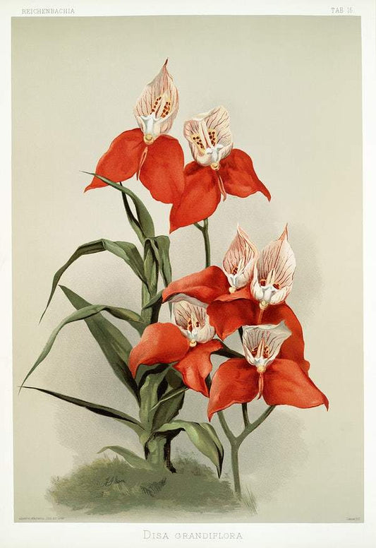 Disa grandiflora by Frederick Sander