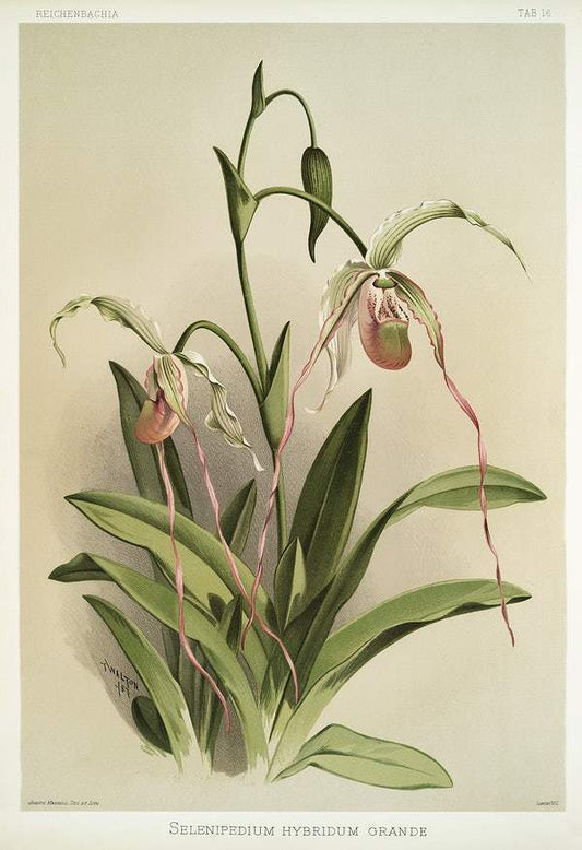 Selenipedium hybridum grande by Frederick Sander