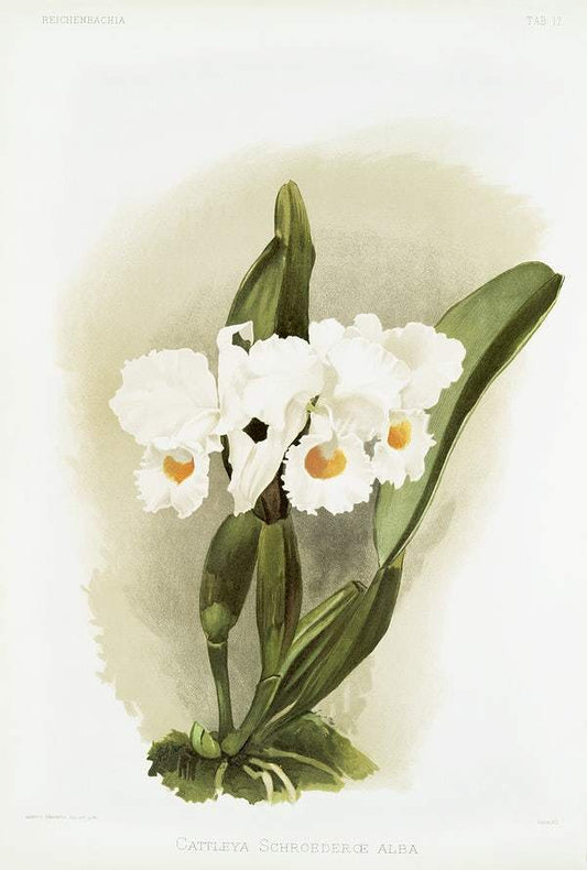 Cattleya schroederoe alba by Frederick Sander