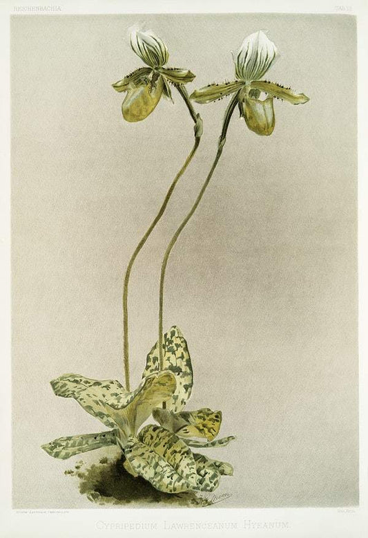 Cypripedium lawrenceanum hyeanum by Frederick Sander