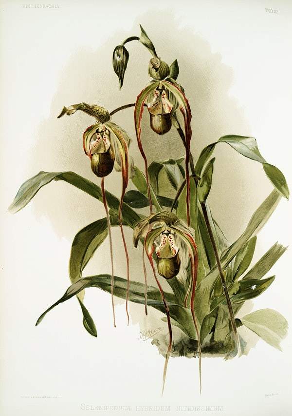 Selenipedium hybridum nitidissimum by Frederick Sander