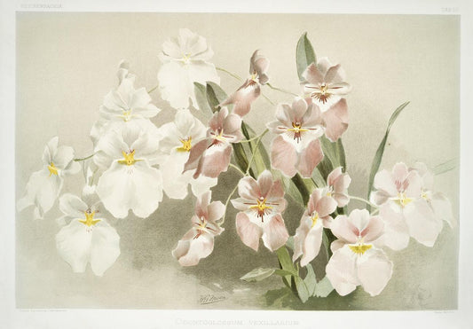Odontoglossum vexillarium by Frederick Sander