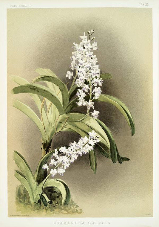 Saccolabium cœleste (1888-1894) by Frederick Sander