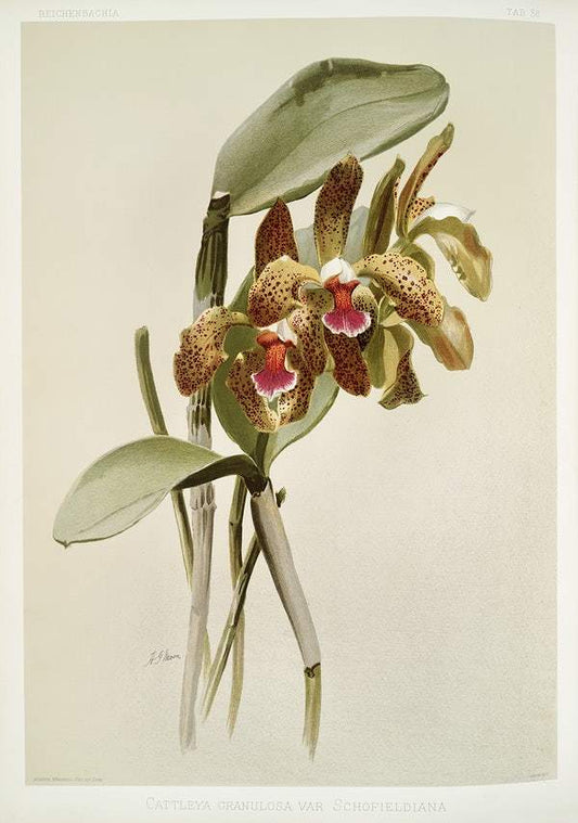 Cattleya granulosa var schofieldiana by Frederick Sander