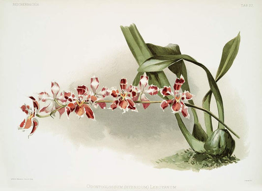 Odontoglossum (hybridum) leroyanum var by Frederick Sander