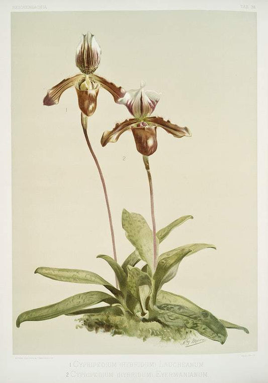 Cypripedium (hybridum) castleanum by Frederick Sander