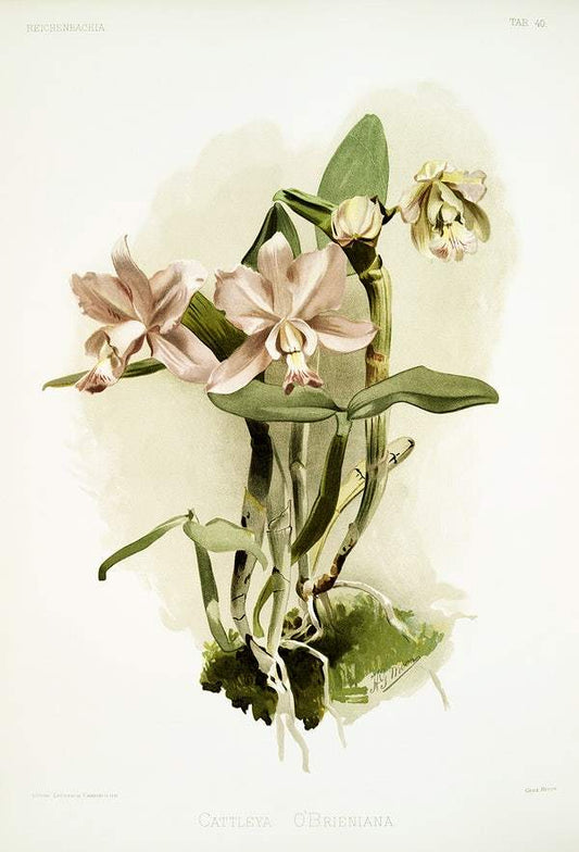 Cattleya o'brieniana by Frederick Sander