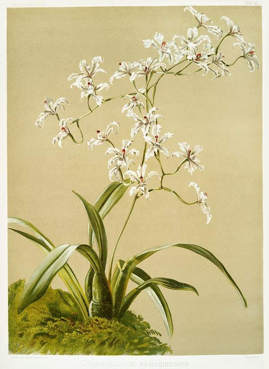 Odontoglossum ramosissimum by Frederick Sander