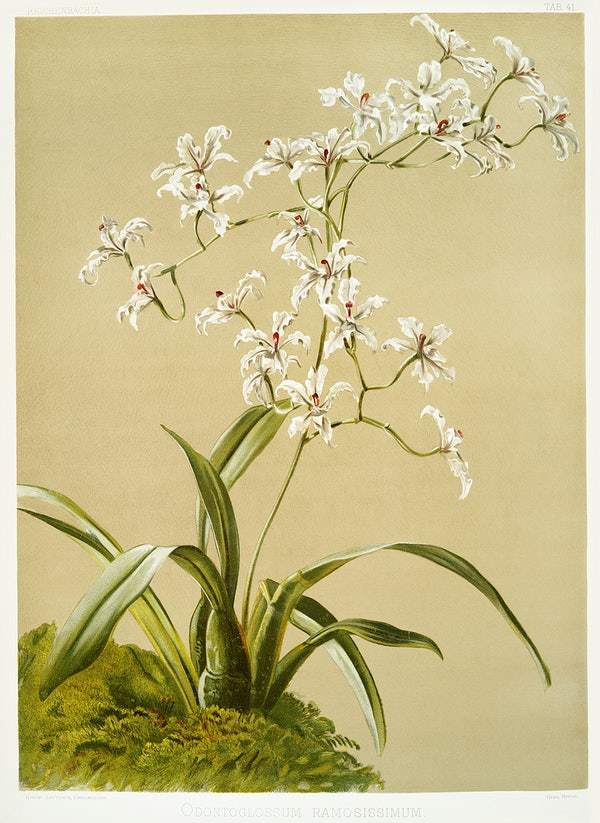 Odontoglossum ramosissimum by Frederick Sander
