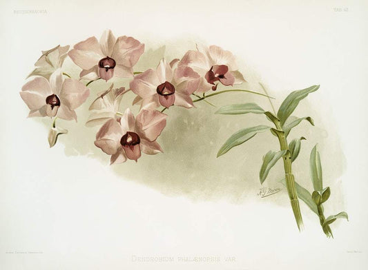 Dendrobium phalænopsis var by Frederick Sander