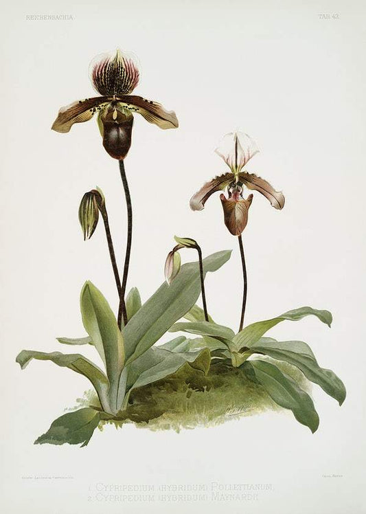 Cypripedium (hybridum) pollettianum, Cypripedium (hybridum) maynardii by Frederick Sander