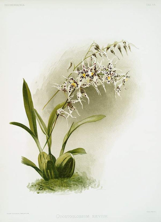 Odontoglossum nævium by Frederick Sander