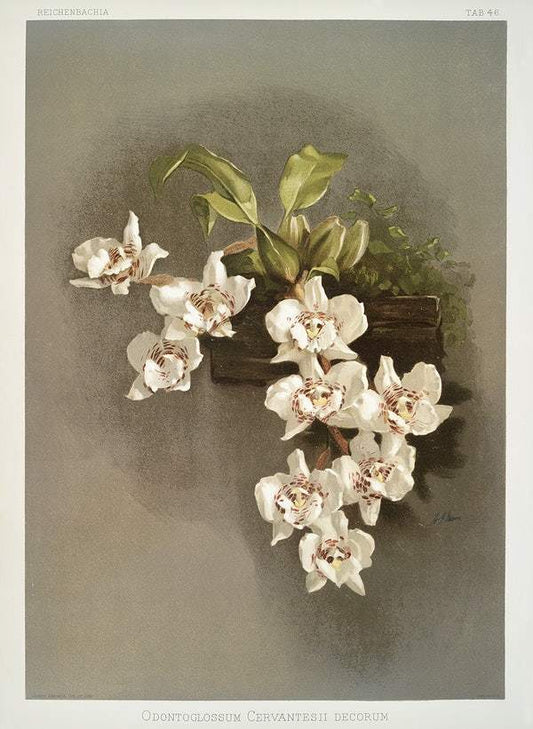 Odontoglossum cervantesii decorum by Frederick Sander