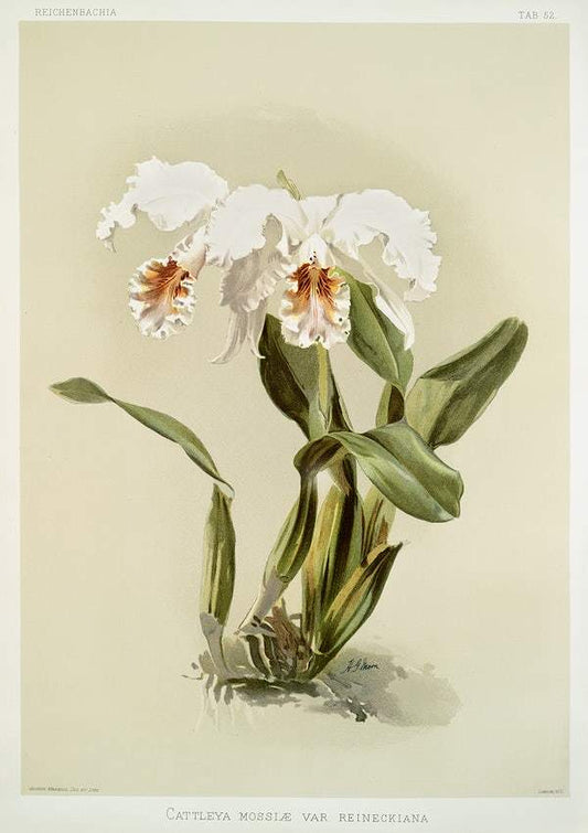 Cattleya mossiæ var reineckiana by Frederick Sander