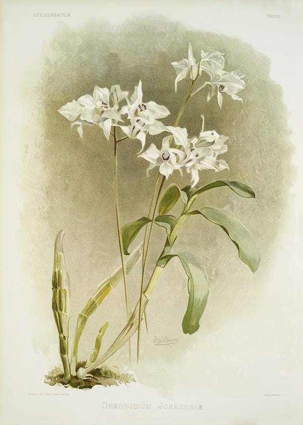 Dendrobium Johnsoniæ by Frederick Sander