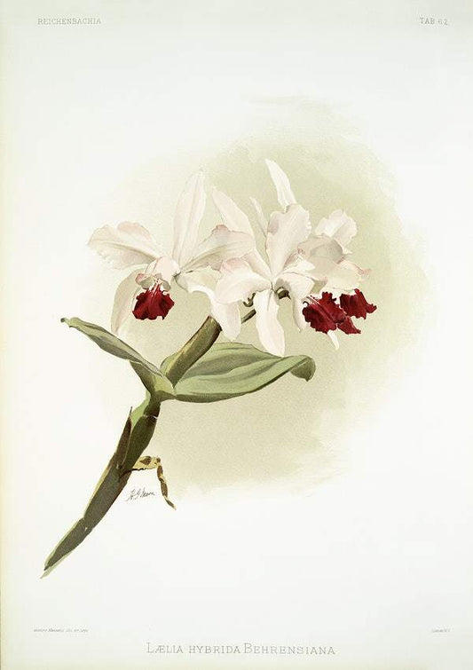 Lælia hybrida behrensiana by Frederick Sander
