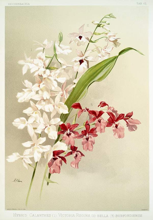 Hybrid calanthes, victoria regina, bella and burfordiense by Frederick Sander