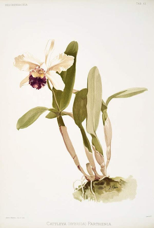 Cattleya (hybrida) parthenia by Frederick Sander