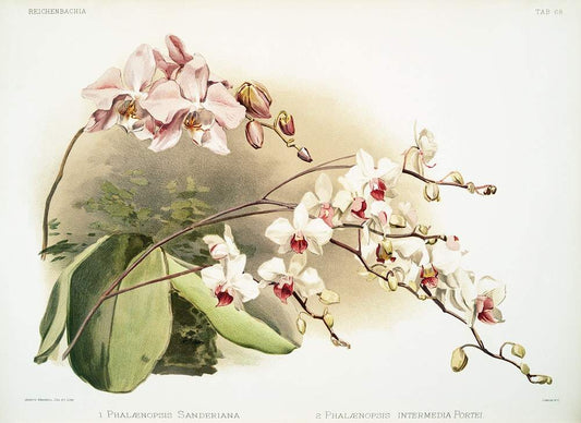 Phalænopsis sanderiana, Phalænopsis intermedia portei by Frederick Sander