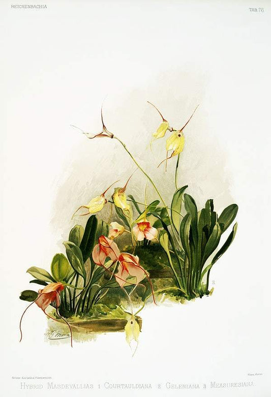 Hybrid masdevallias courtauldiana, geleniana and measuresiana by Frederick Sander