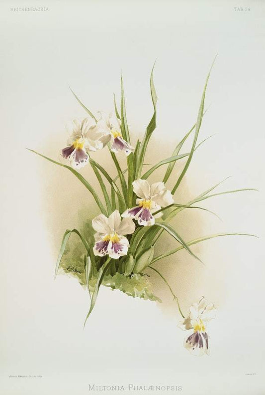 Miltonia phalænopsis from Reichenbachia Orchids (1888-1894) illustrated by Frederick Sander