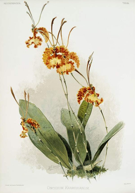 Oncidium kramerianum by Frederick Sander