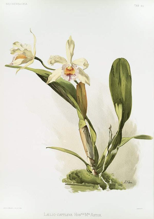Hybrid of Laelio and Cattleya by Frederick Sander