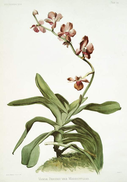 Marriott's Phalaenopsis by Frederick Sander
