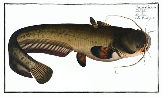 Sheat-fish (Silurus Glanis) by Marcus Elieser Bloch (1785–1797)