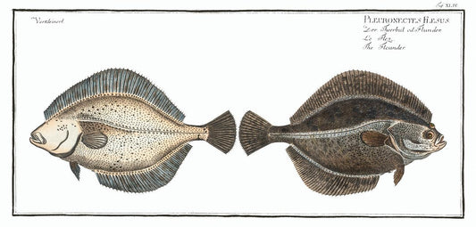 Flounder (Pleuronectes Flesus) by Marcus Elieser Bloch (1785–1797)