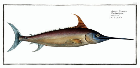 Sword Fish (Xiphias Gladius) by Marcus Elieser Bloch (1785–1797)