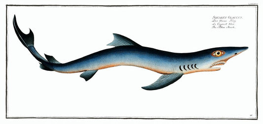 Blue Shark by Marcus Elieser Bloch (1785–1797)