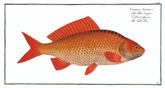 Gold-Fish (Cyprinus Auratus) by Marcus Elieser Bloch (1785–1797)