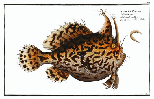 American Toad-Fish by Marcus Elieser Bloch (1785–1797)