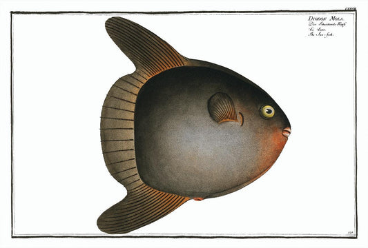 Sun-fish (Diodon Mola) by Marcus Elieser Bloch (1785–1797)