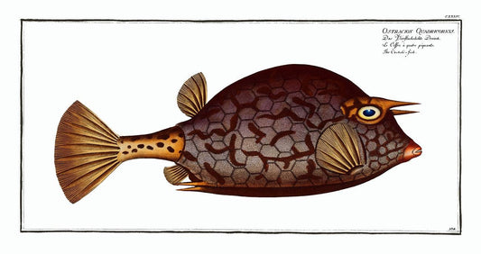 Cuckold-fish (Ostracion Quadricornis) by Marcus Elieser Bloch (1785–1797)
