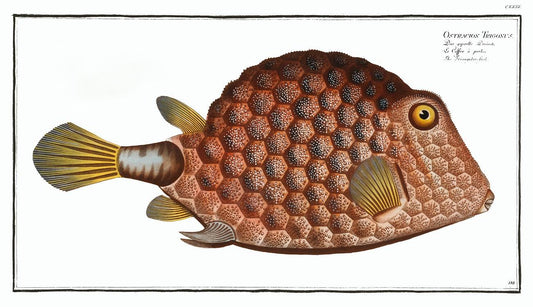 Triangular-fish (Ostracion Tricornus) by Marcus Elieser Bloch (1785–1797)