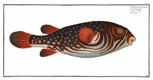 Toadfish (Tetrodon Testudineus) by Marcus Elieser Bloch (1785–1797)