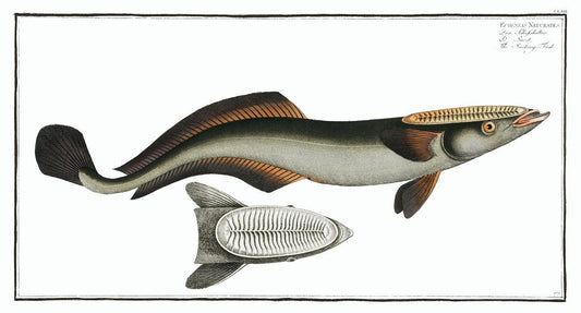 Sucking-Fish by Marcus Elieser Bloch (1785–1797)