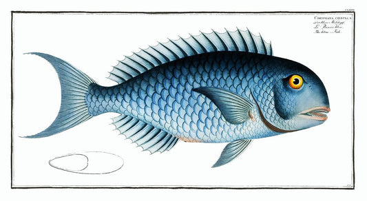 Bleu-Fish (Coryphaena coerulea) by Marcus Elieser Bloch (1785–1797)