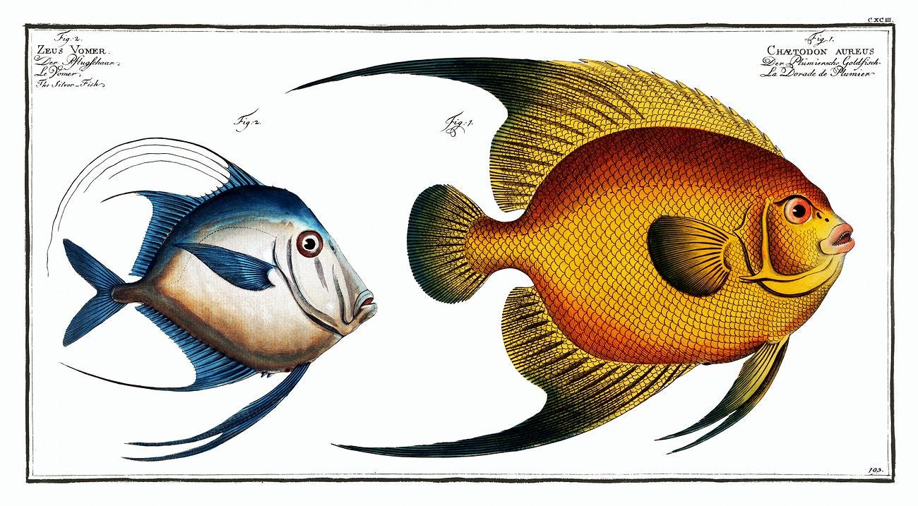 1.Chaetodon aureus 2. Silver Fish by Marcus Elieser Bloch (1785–1797)