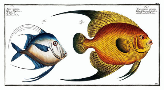 1.Chaetodon aureus 2. Silver Fish by Marcus Elieser Bloch (1785–1797)
