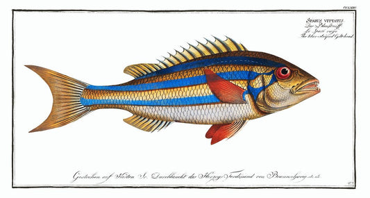 Blue-striped Gilt-head by Marcus Elieser Bloch (1785–1797)