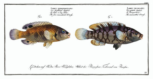Wrasses by Marcus Elieser Bloch (1785–1797)