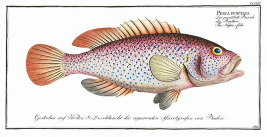 Negro-fish (Perca punctata) by Marcus Elieser Bloch (1785–1797)