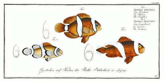 1. Tontelton (Anthias polymna) 2. Jordaine (Anthias bifasciatus) Marcus Elieser Bloch (1785–1797)