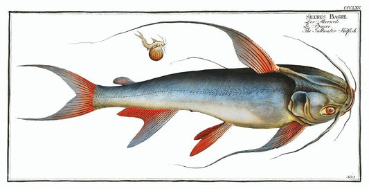 Saltwater Katfish by Marcus Elieser Bloch (1785–1797)