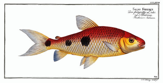 Frederic's Salmon (Salmo Friderici) by Marcus Elieser Bloch (1785–1797)